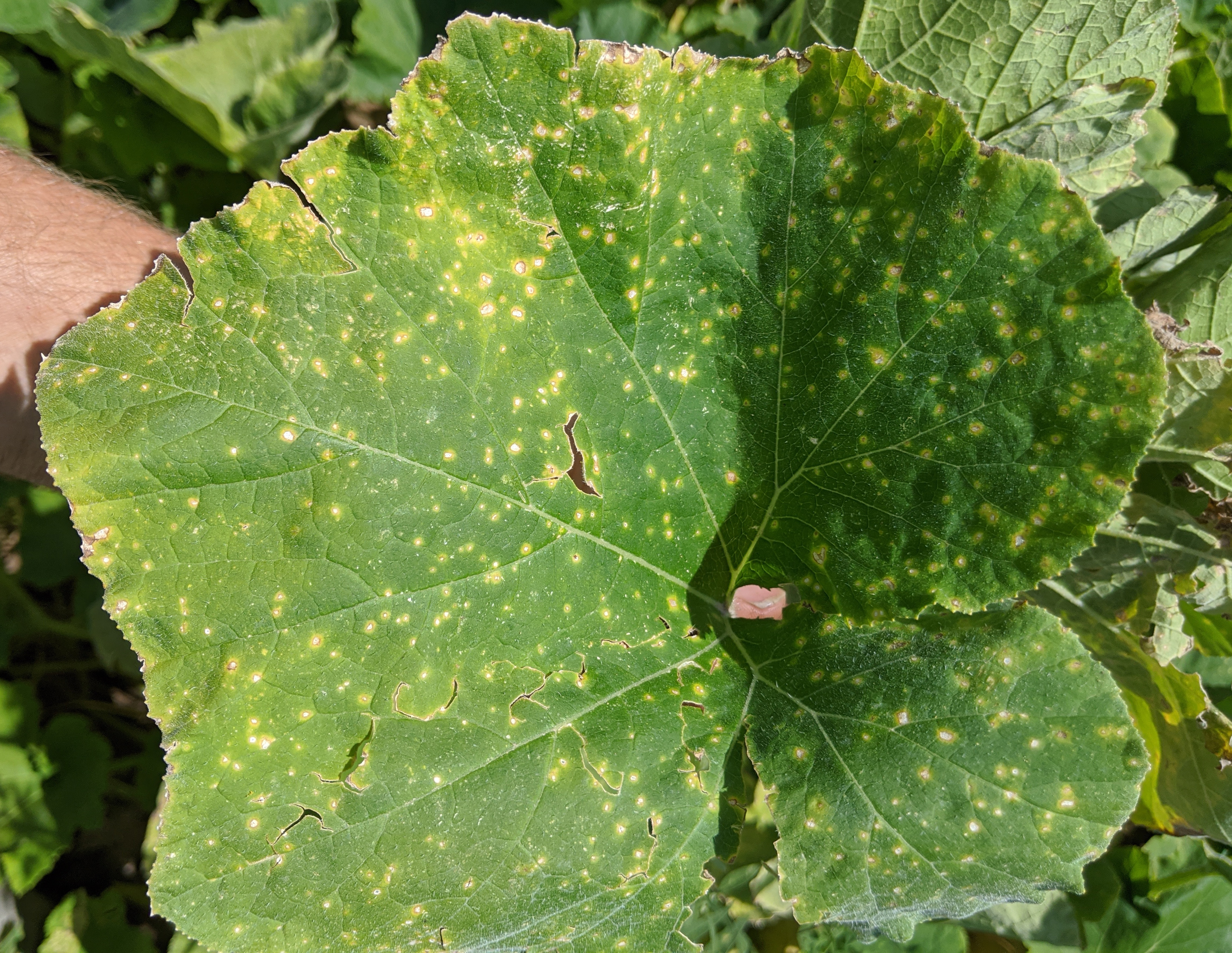 Winter squash leaf with spotting